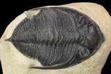 Bargain, Zlichovaspis Trilobite - Atchana, Morocco #119867-1